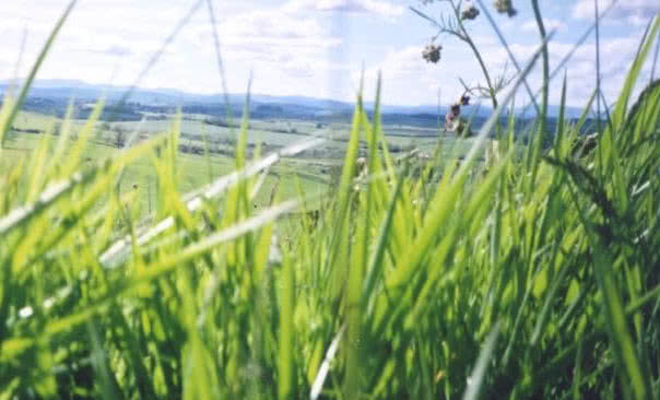 Dalkia wprowadza kotły na biomasę